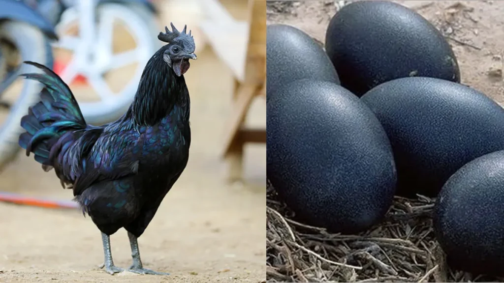 Kadaknath Murga Farming